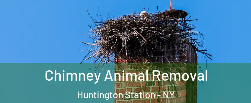 Chimney Animal Removal Huntington Station - NY