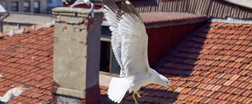 Residential Chimney Animal Removal Solution in Huntington Station, NY