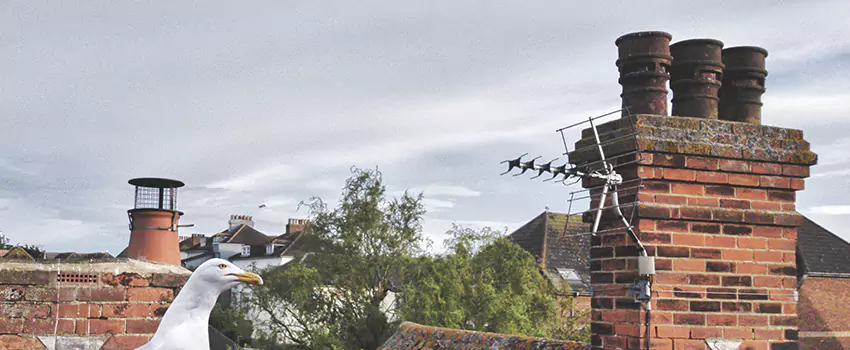 Chimney Cleaning And Restoration in Huntington Station, New York